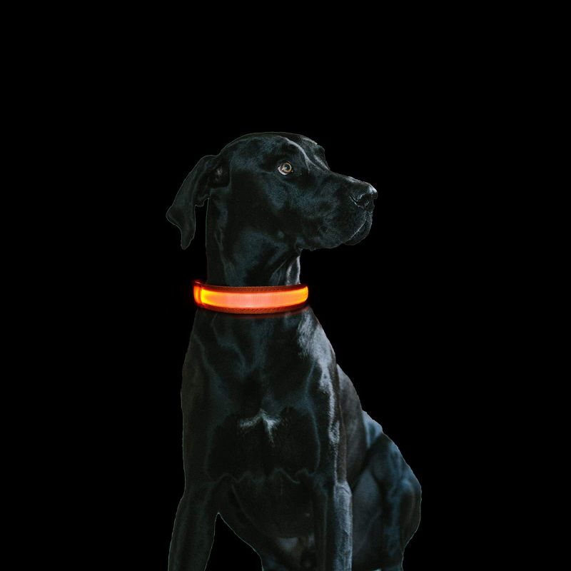 Collier chien Lumineux | Rechargeable