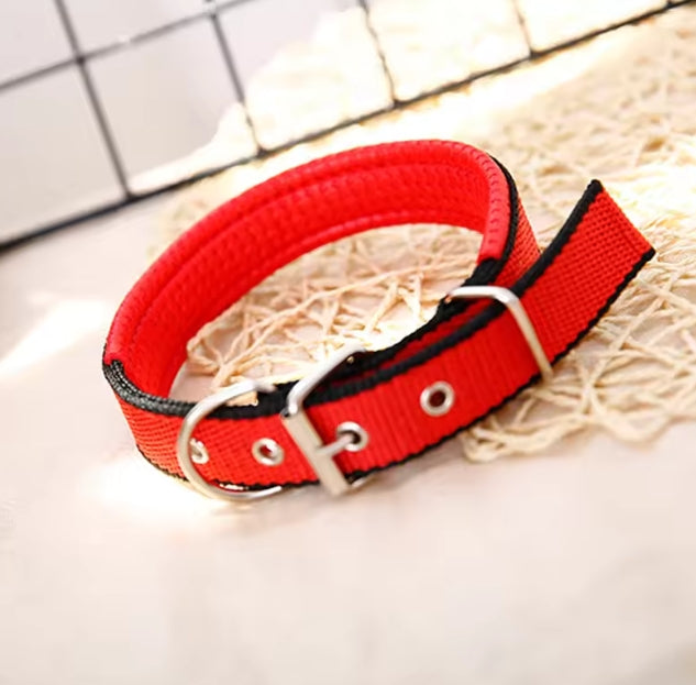 collier pour chien | Nylon