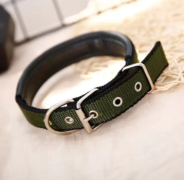 collier pour chien | Nylon