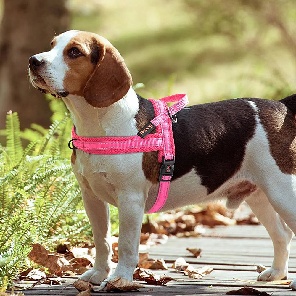 Harnais pour chien - Ajustable