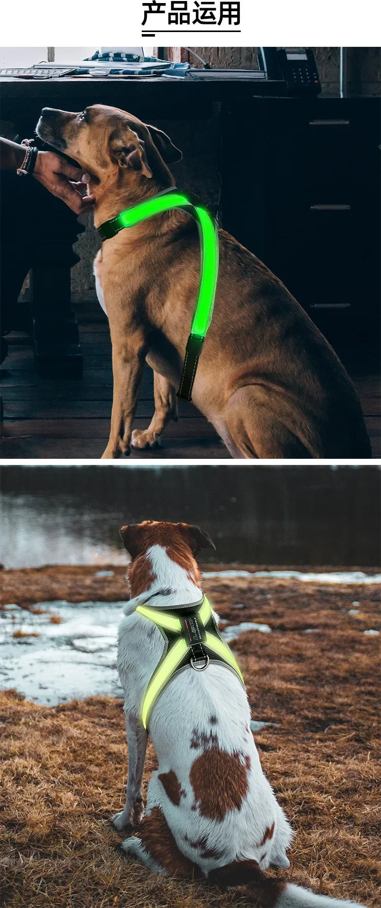 harnais anti traction chien - Led