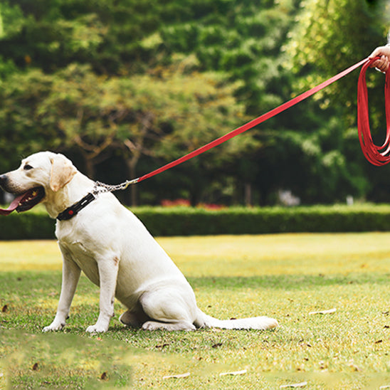 Laisse pour Chien - Longue