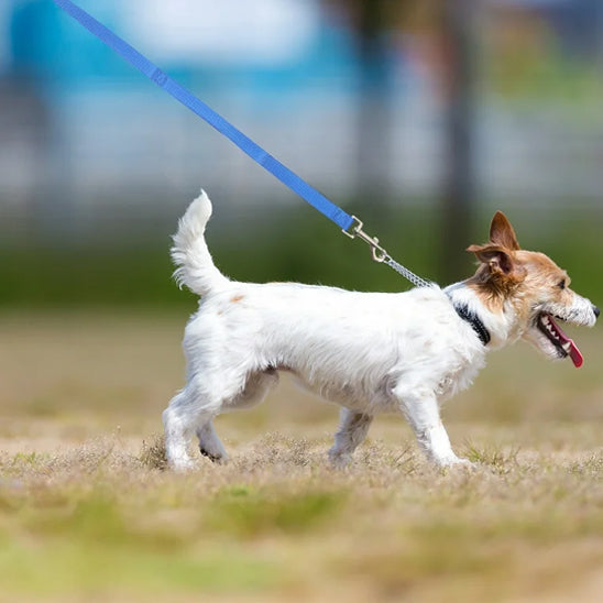 Laisse pour Chien - Longue