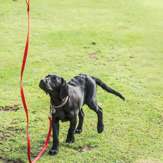 Laisse pour Chien - Longue