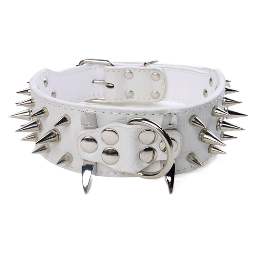 collier chien en cuir | Riveté