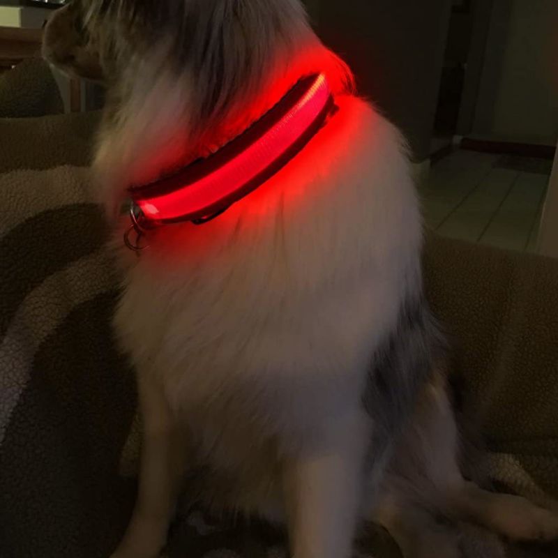 Collier chien Lumineux | Rechargeable