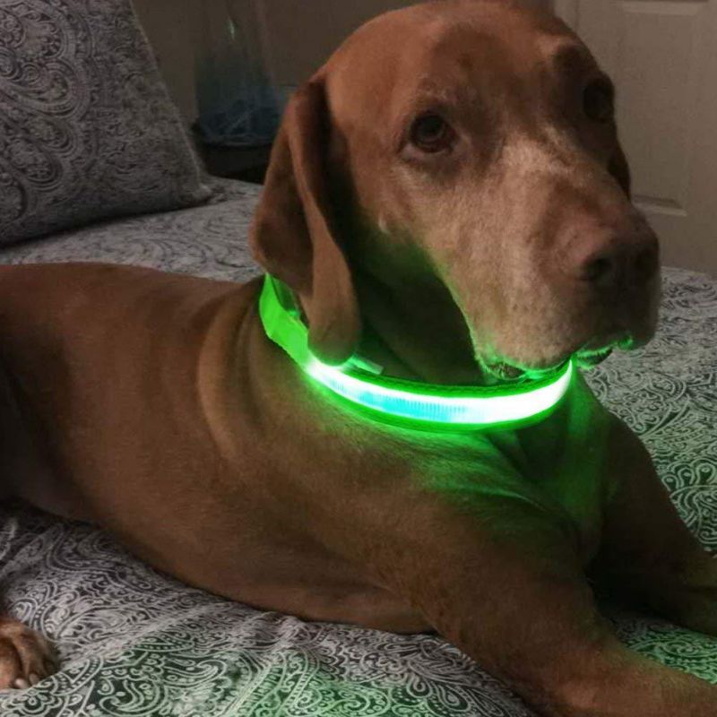 Collier chien Lumineux | Rechargeable