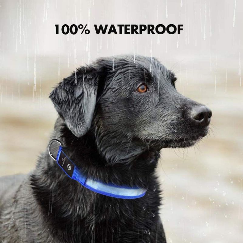 Collier chien Lumineux | Rechargeable