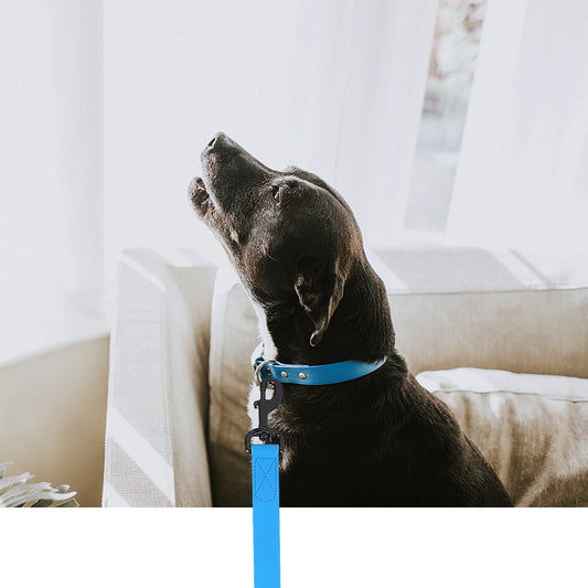Laisse pour chien - PVC