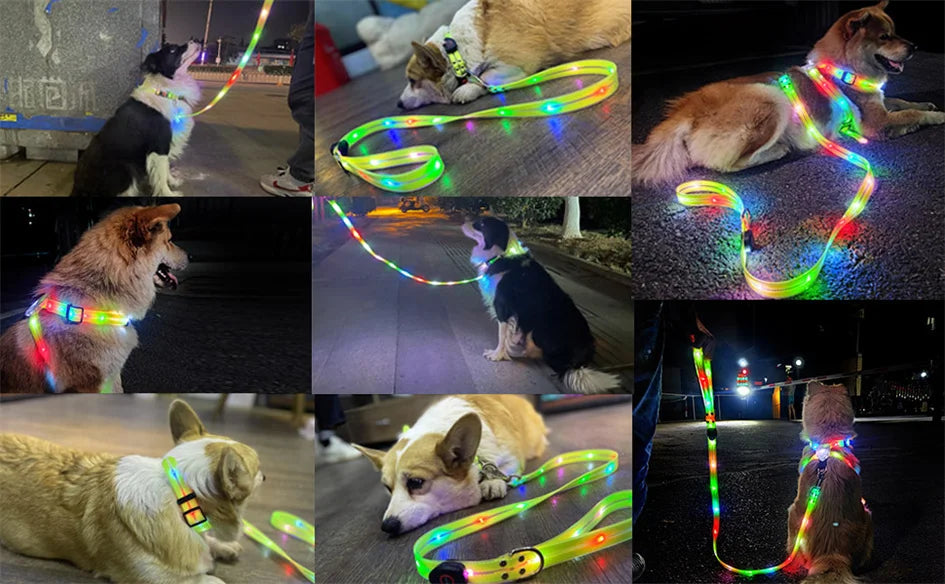 Laisse chien - LED