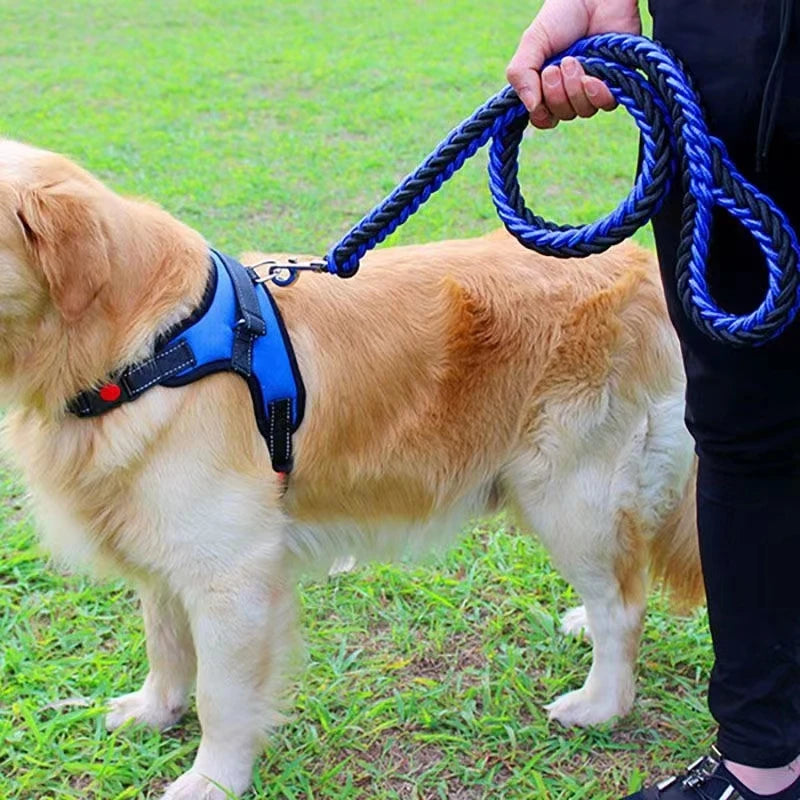 Laisse pour chien - nylon
