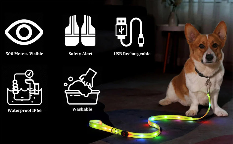 Laisse chien - LED
