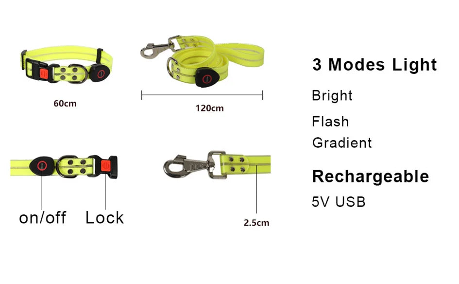 Laisse chien - LED
