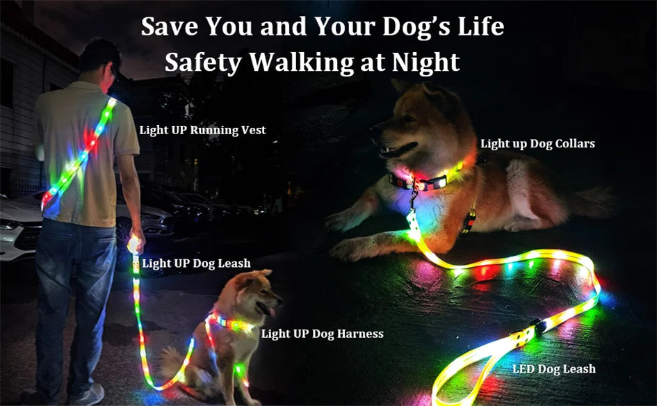 Laisse chien - LED