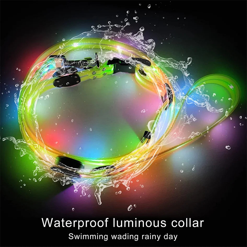 Laisse chien - LED