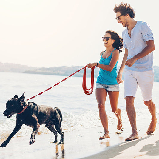 Laisse pour Chien -  Longue