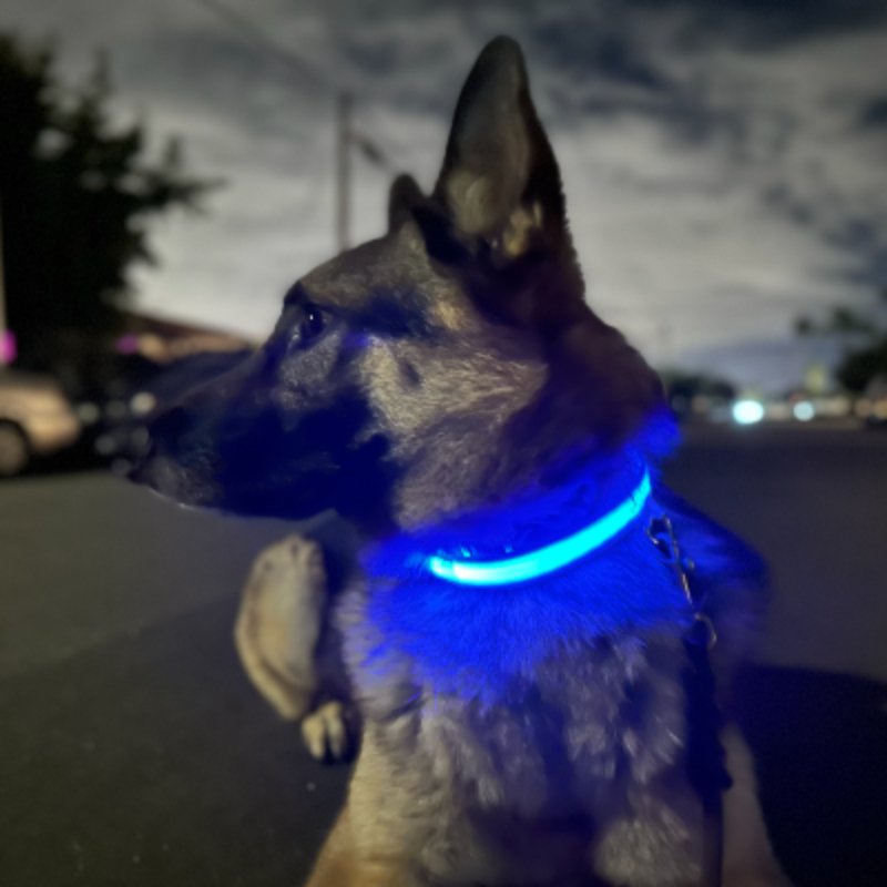 LEDCollarDog™ - Bleu - Mon chien voyageur