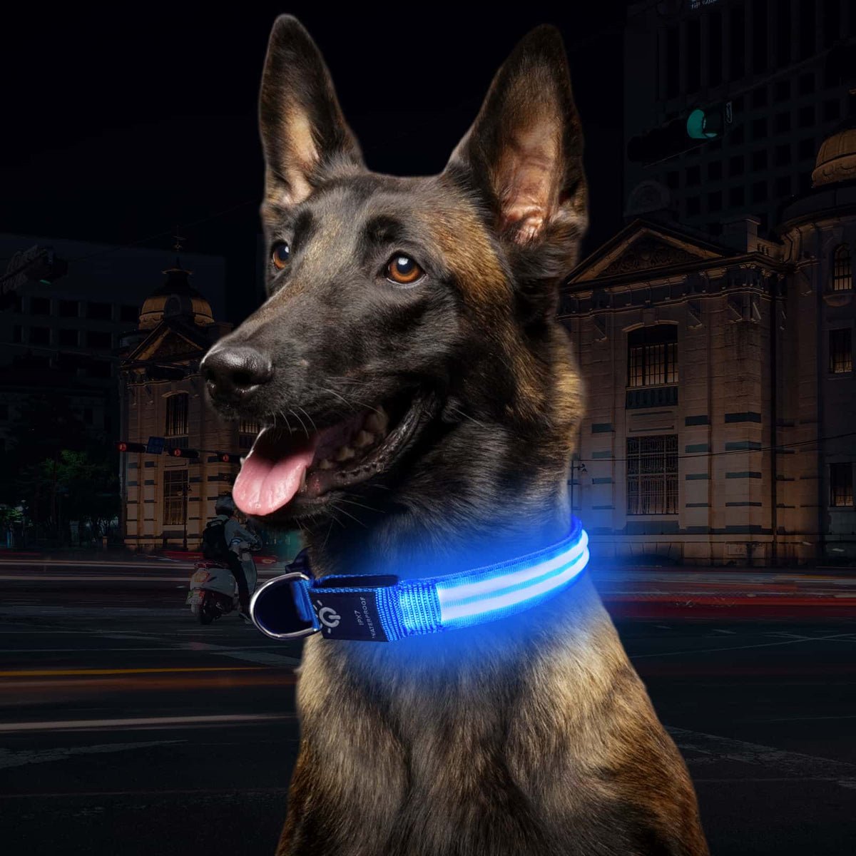 LEDCollarDog™ - Bleu - Mon chien voyageur