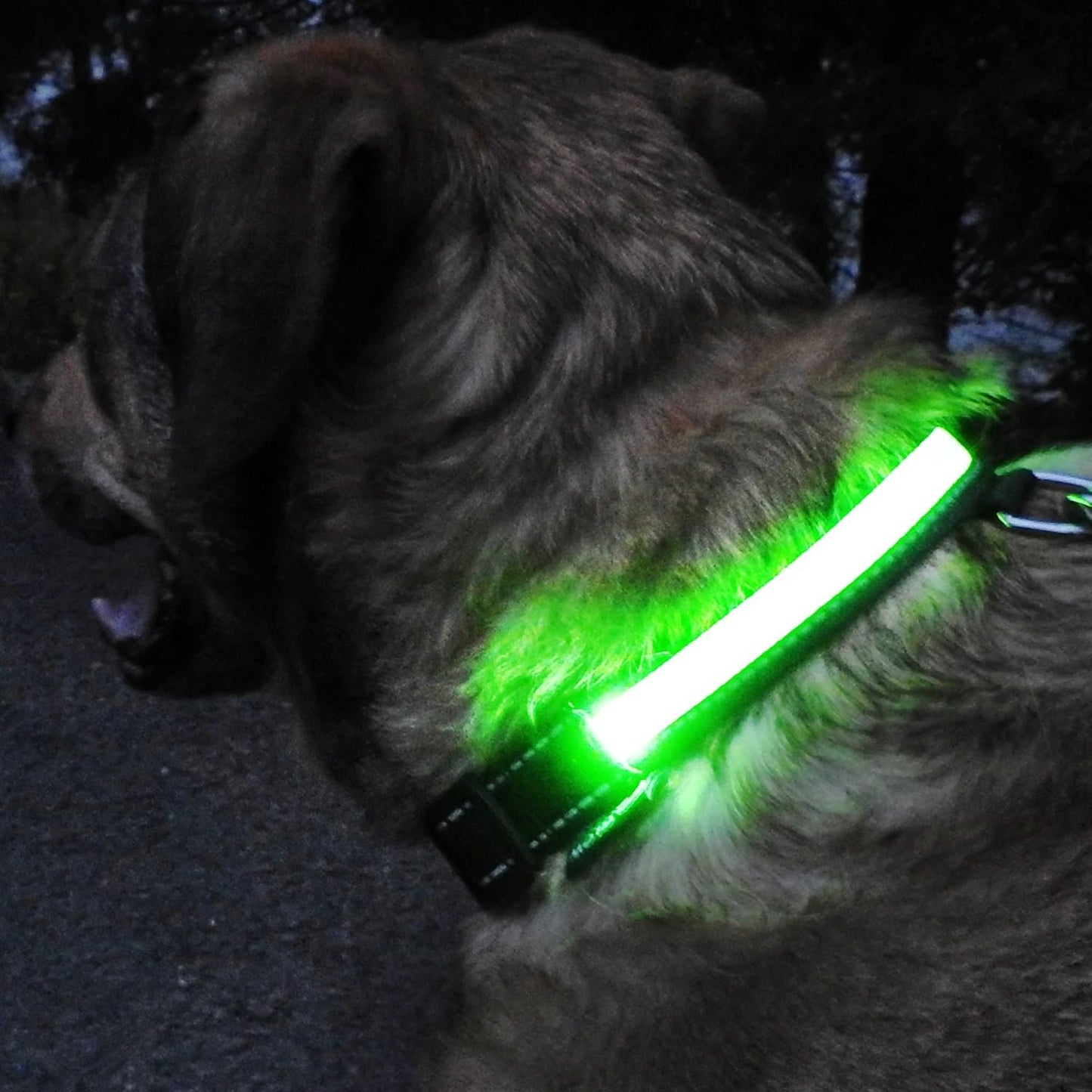 LEDCollarDog™ - Vert - Mon chien voyageur